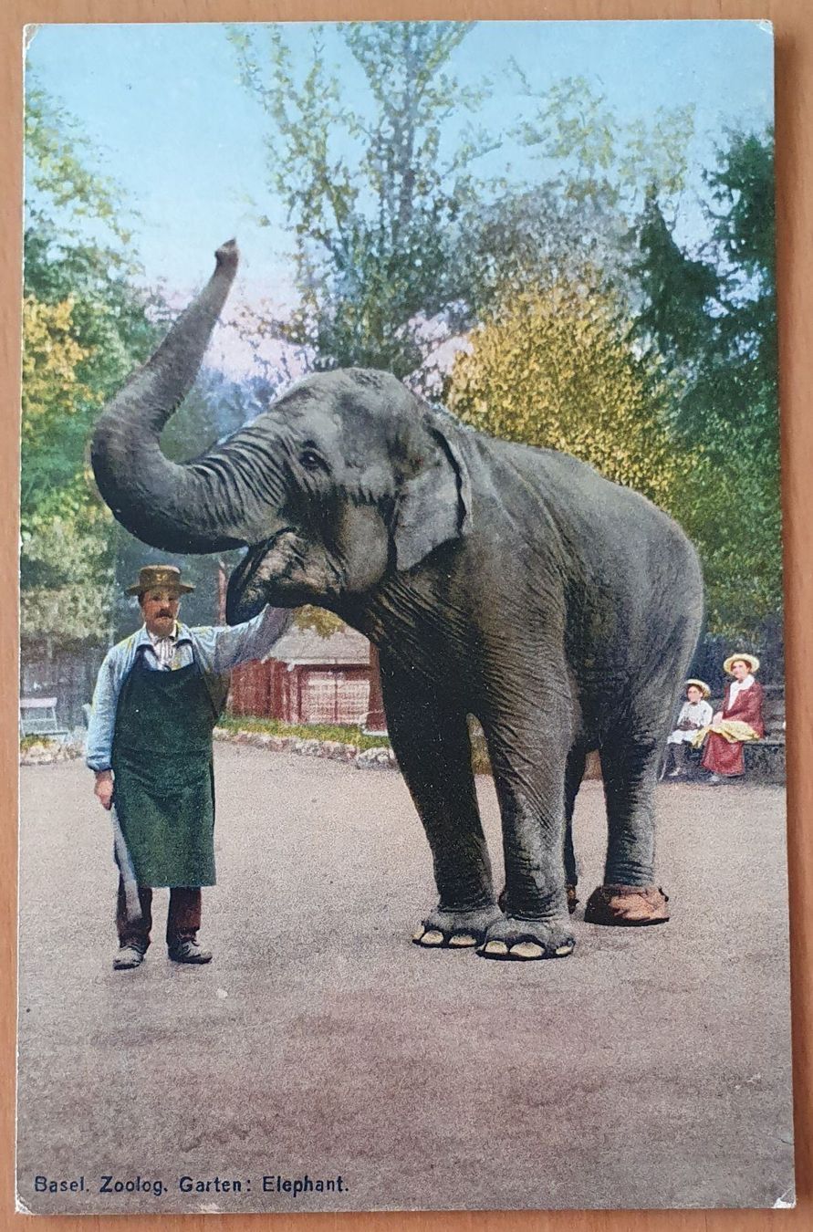 Cartoline postali: Basel  - Zoologischer Garten,  Elephant – Usato da Kreuzlingen venduto da Rschweiz1