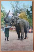 Basel  - Zoologischer Garten,  Elephant