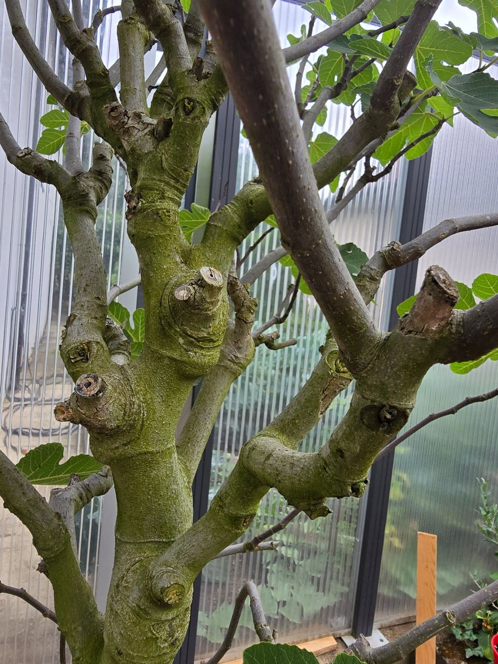 Pflanzen & Samen: Schöner grosser kräftiger Feigenbaum – Gebraucht aus Aarburg von popkorn65 2