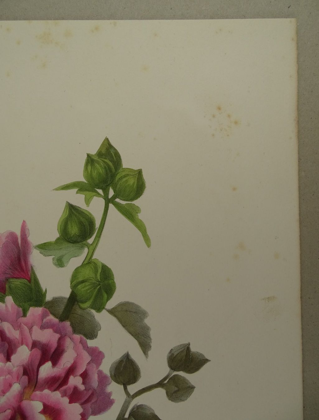 Stiche: ROSE TREMIÈRE, LITHOGRAPHIE UM 1850 – Gebraucht aus Grüningen von Kartensammler 4