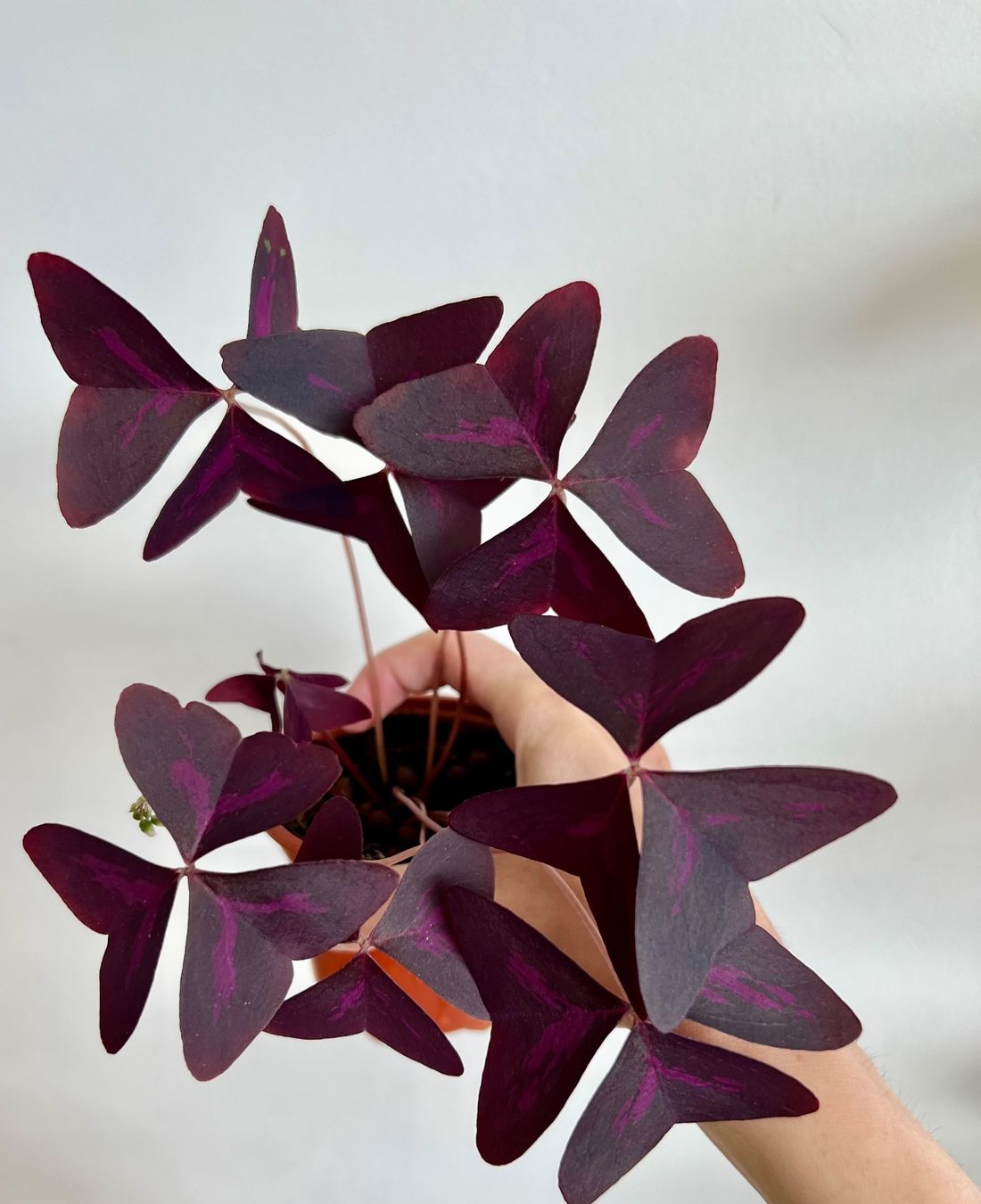 Piante & sementi: Oxalis Triangularis, Roter Glücksklee – Usato da Glattpark(Opfikon) venduto da ste_n99y