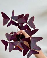 Oxalis Triangularis, Roter Glücksklee