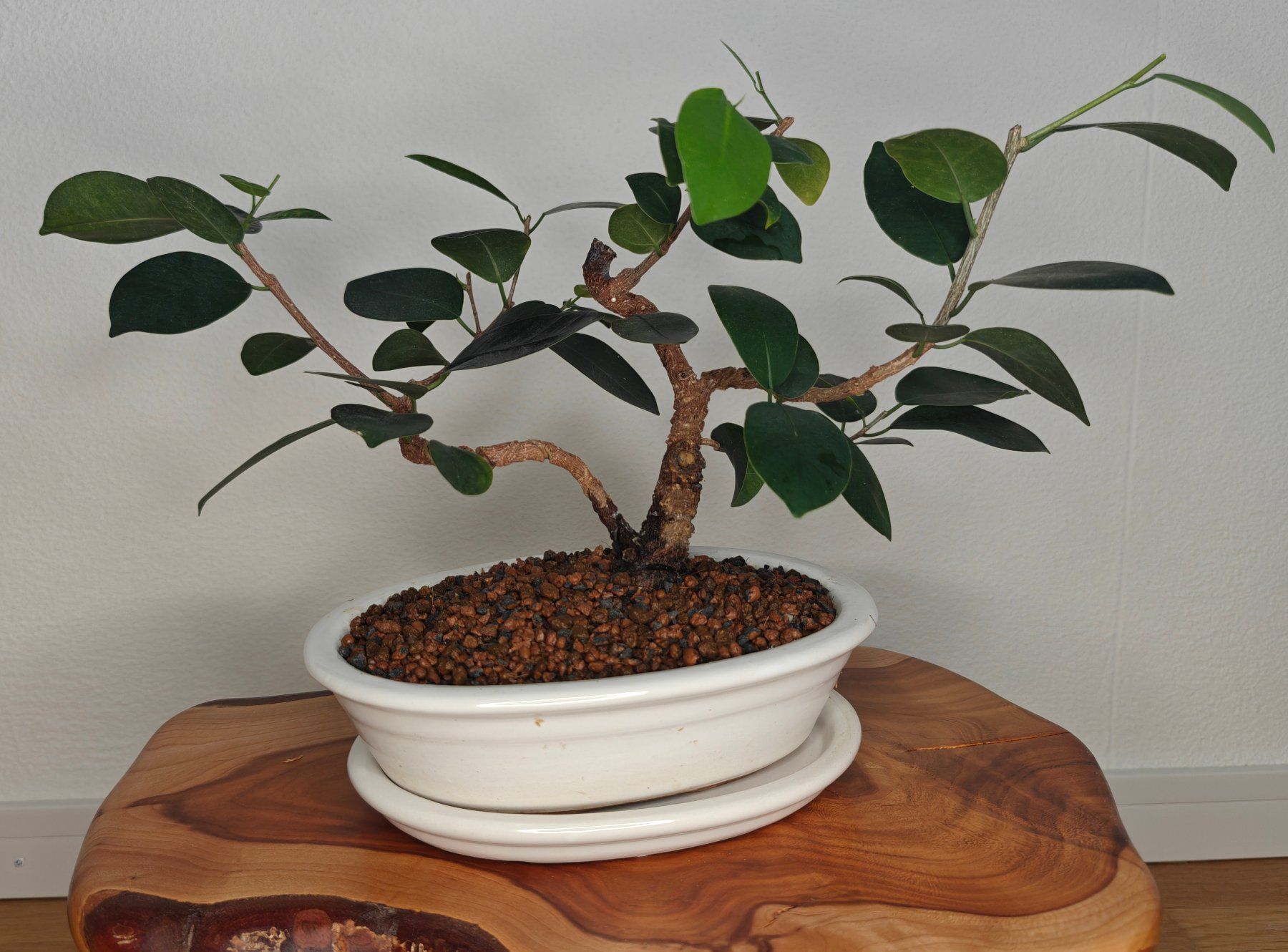 Pflanzen & Samen: Bonsai in der Keramikschale – Gebraucht aus Schlieren von Easy_care_plants