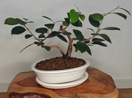 Bonsai in der Keramikschale