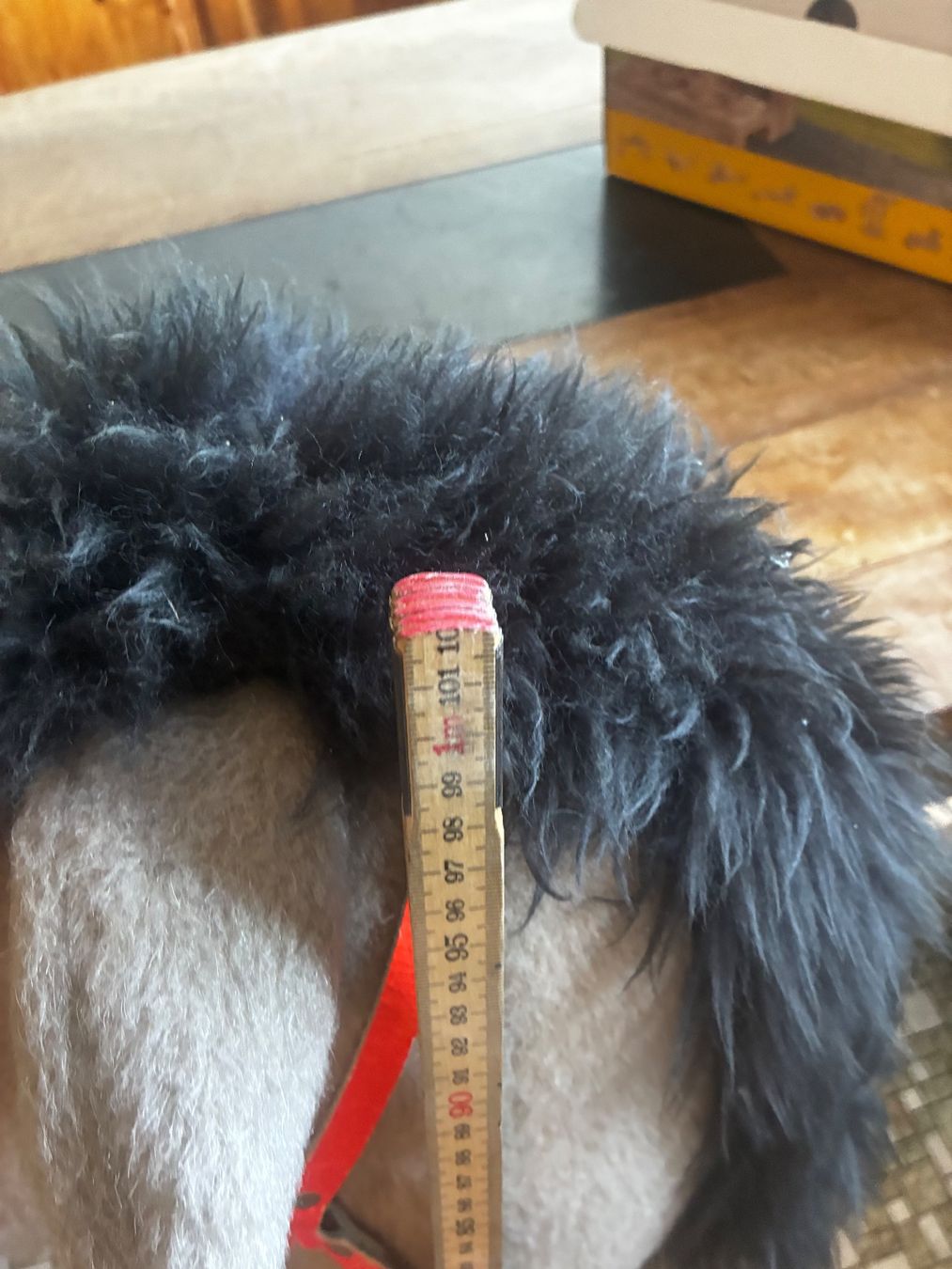 Giocattoli: Steckenpferd, Hobby Horse. – Usato da Zollbrück venduto da outlet16 2
