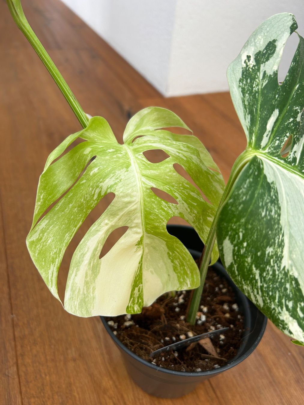 Piante & sementi: Monstera variegata💚 – Usato da Wattwil venduto da Mikesplantshop 2