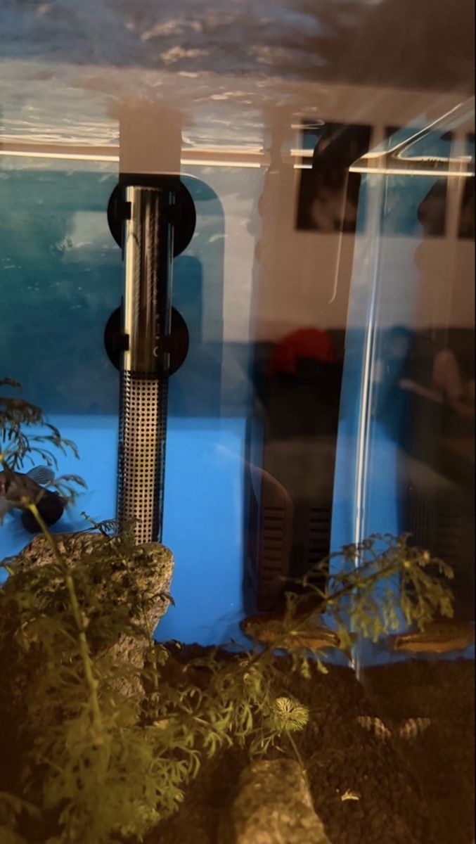 Aquarium: Aquarium 60l mit möbel – Gebraucht aus Allschwil von B.Bivona 4