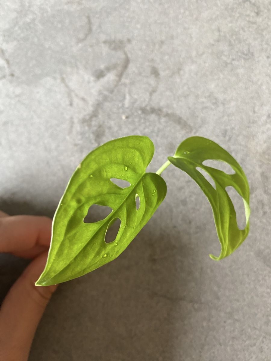 Pflanzen & Samen: Monstera adansonii (Monkey Mask) - Ableger – Neu (gemäss Beschreibung) aus Maienfeld von Tiramisu3 1