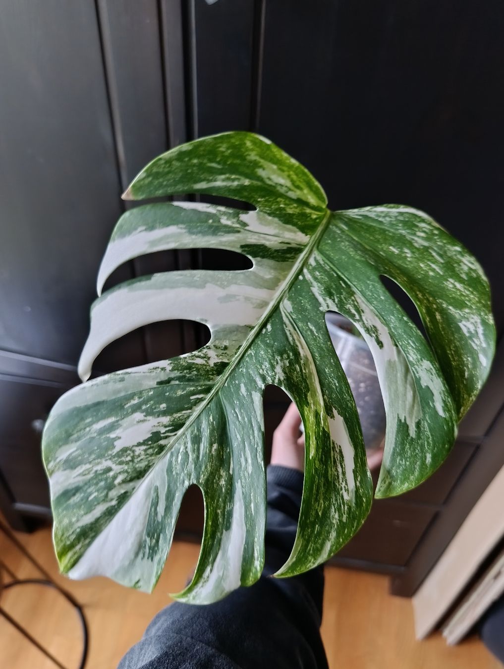 Pflanzen & Samen: Monstera Variegata  – Gebraucht aus Baar von L.isa28