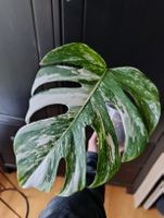 Monstera Variegata 