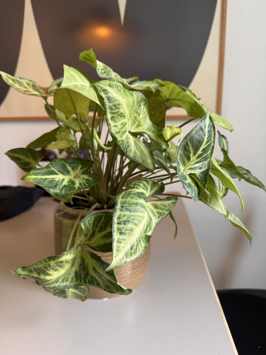 Piante & sementi: Pflanze - Syngonium (Pfeilblatt) – Usato da Zürich venduto da Peban1 1
