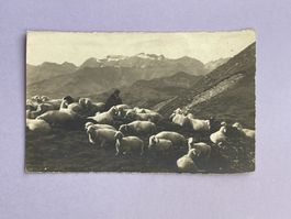 Mittagsruhe auf Bündneralp