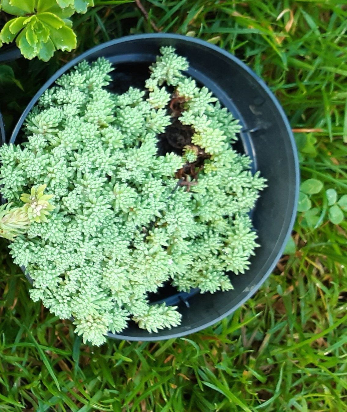 Pflanzen & Samen: Kugel sedum bodendecker – Neu (gemäss Beschreibung) aus Ibach von chaemilochhobbygarte