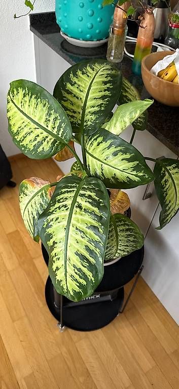 Piante & sementi: Dieffenbachia/ Leopard Lily – Usato da Root D4 venduto da Baslemso 2
