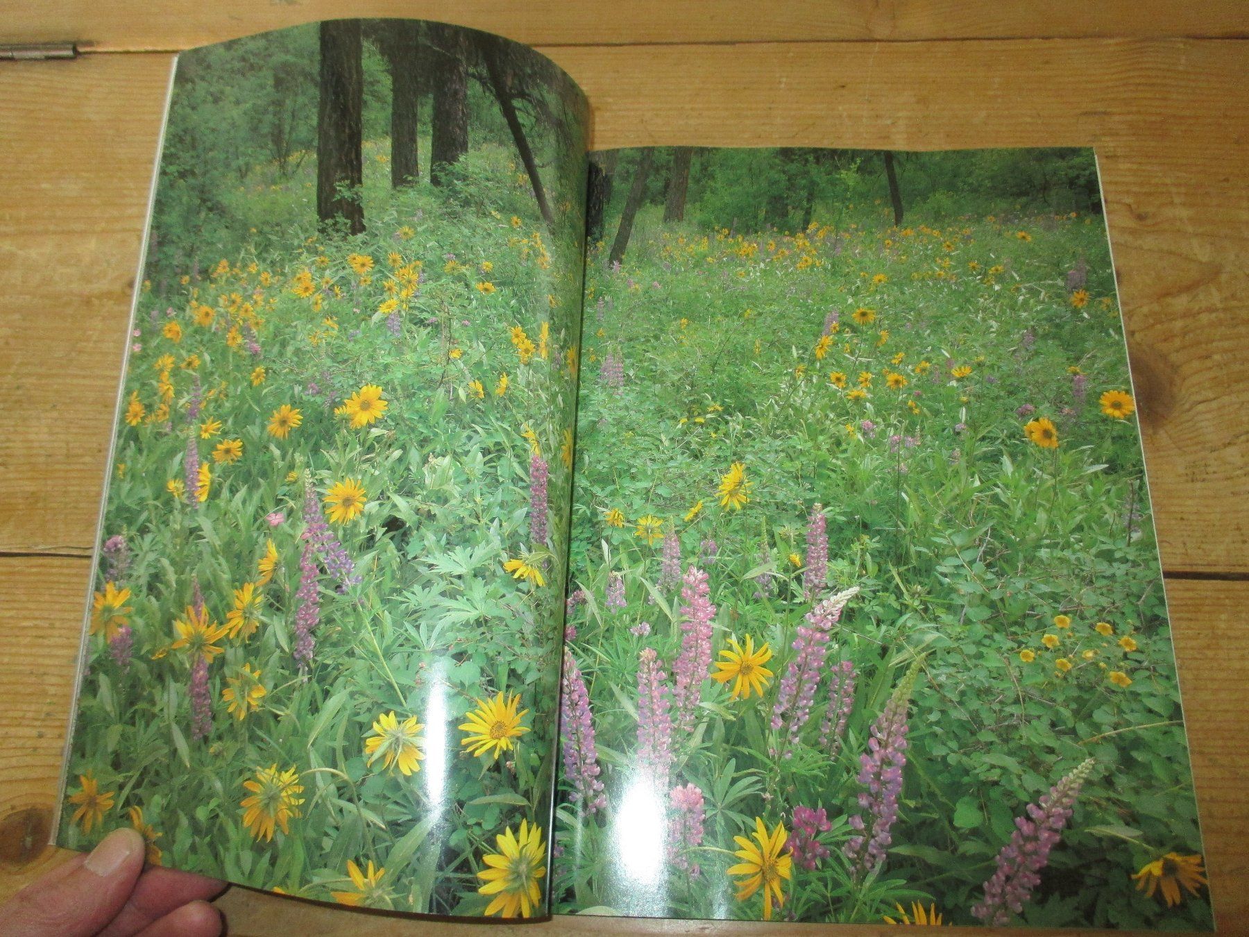 Livres: Idaho Magnificent Wilderness, Jeff Gnass – D'occasion à Flims - Dorf par Stagediver 3