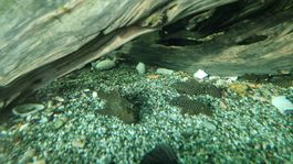 Antennenwelse "ancistrus dolichopterus" - Fische