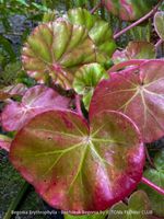 Begonia Erythrophylla - Beefsteak Begonia
