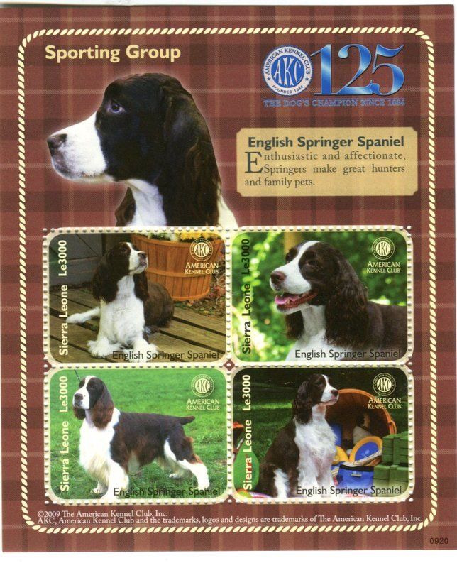 Tutti i francobolli: Block "English Springer Spaniel". Sierra Leone – Nuovo e nell'imballaggio originale da Basel venduto da Butsch5