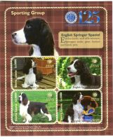 Block "English Springer Spaniel". Sierra Leone