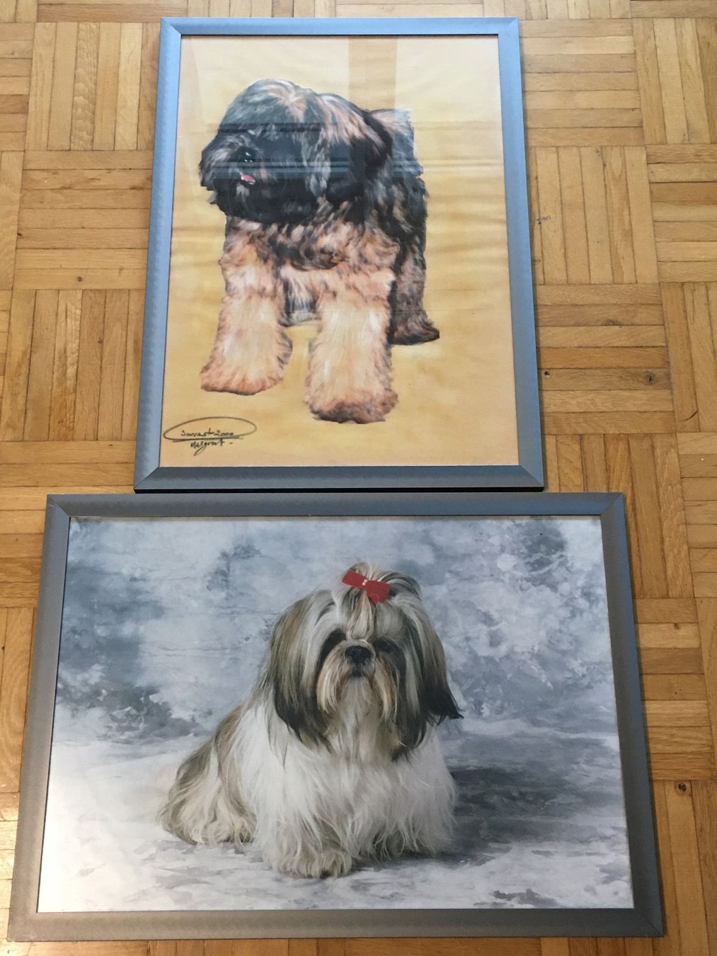 Foto & Immagini: Hunde - Bilder – Usato da Wangen b. Olten venduto da Finolino28