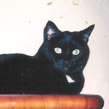 Profile image of blackcat19