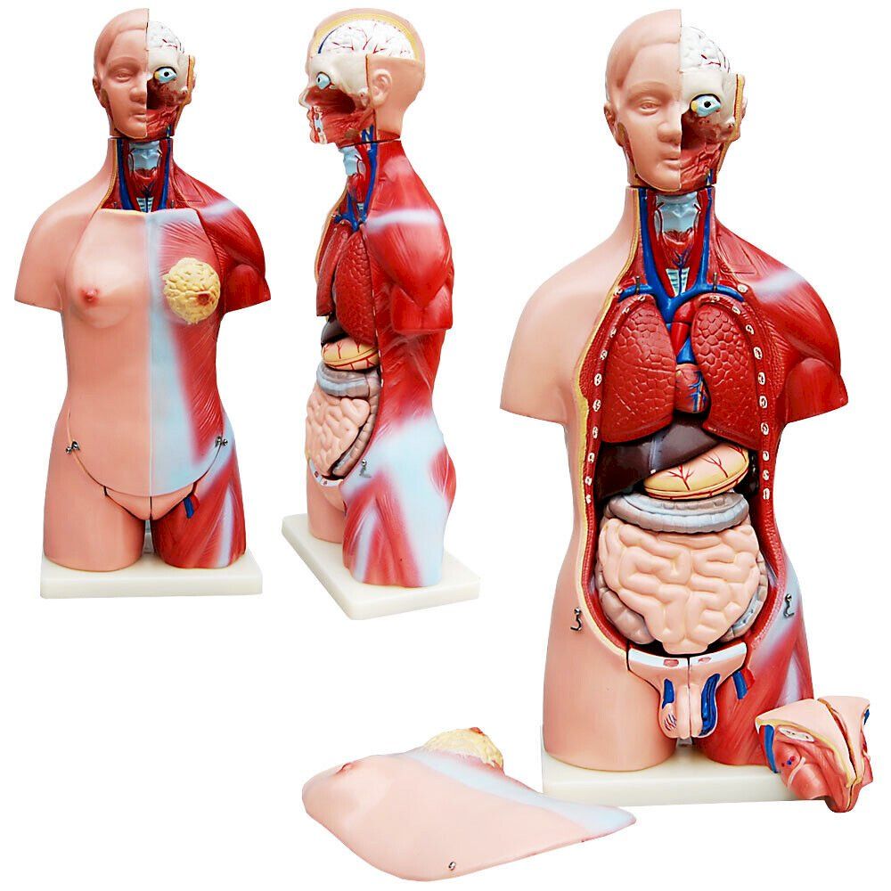 Tecnologia medica: Anatomie Körper mit Organe 45 cm – Nuovo e nell'imballaggio originale da Bottighofen venduto da zaap 2