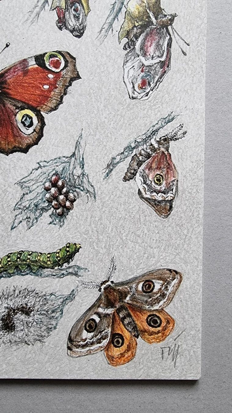 Arts picturaux & lithographies: Diggelmann Alex Walter  LITHOGRAPHIE SIGNIERT – D'occasion à Gersau par grafik-kunst 2