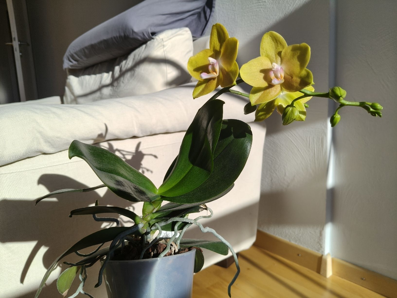 Piante & sementi: Phalaenopsis Lioulin Lawrence – Usato da Chamoson venduto da Yuriyaa 1