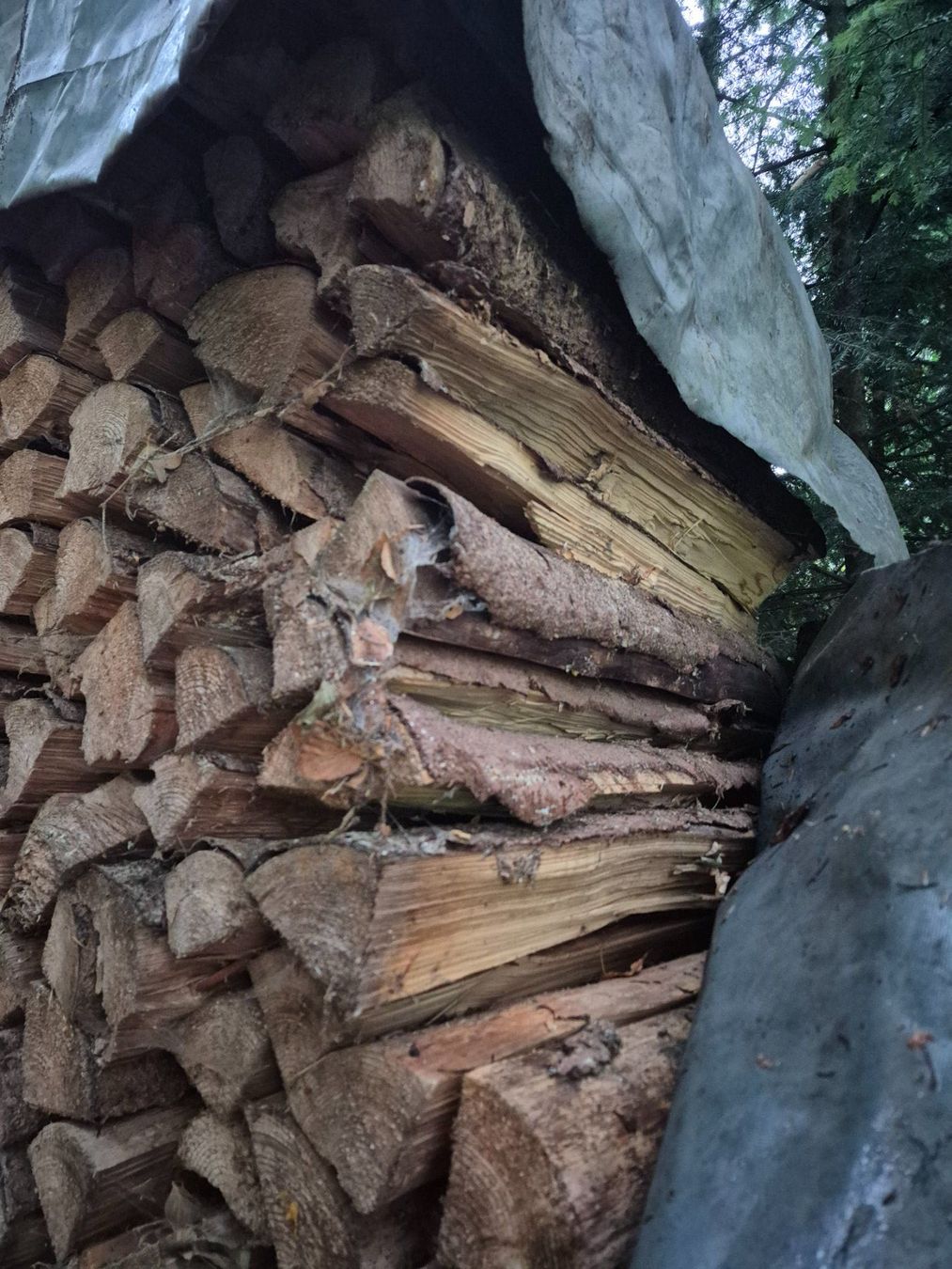 Articoli in legno: Brennholz – Nuovo (secondo la descrizione) da Abtwil AG venduto da Rosari007 2
