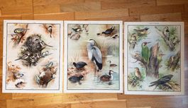 3 Vintage Schul Poster, Vögel, Drucke 1944
