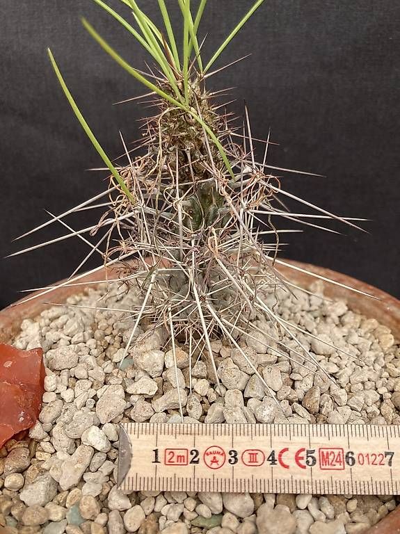 Piante & sementi: Caudex Didierea madagascariensis – Usato da Liestal venduto da PrebenZwei 3