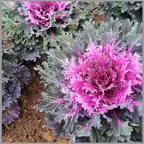 Piante & sementi: 40 Samen RED PEACOCK Zierkohl – Nuovo (secondo la descrizione) da Ehrendingen venduto da VerveinaSamen 2