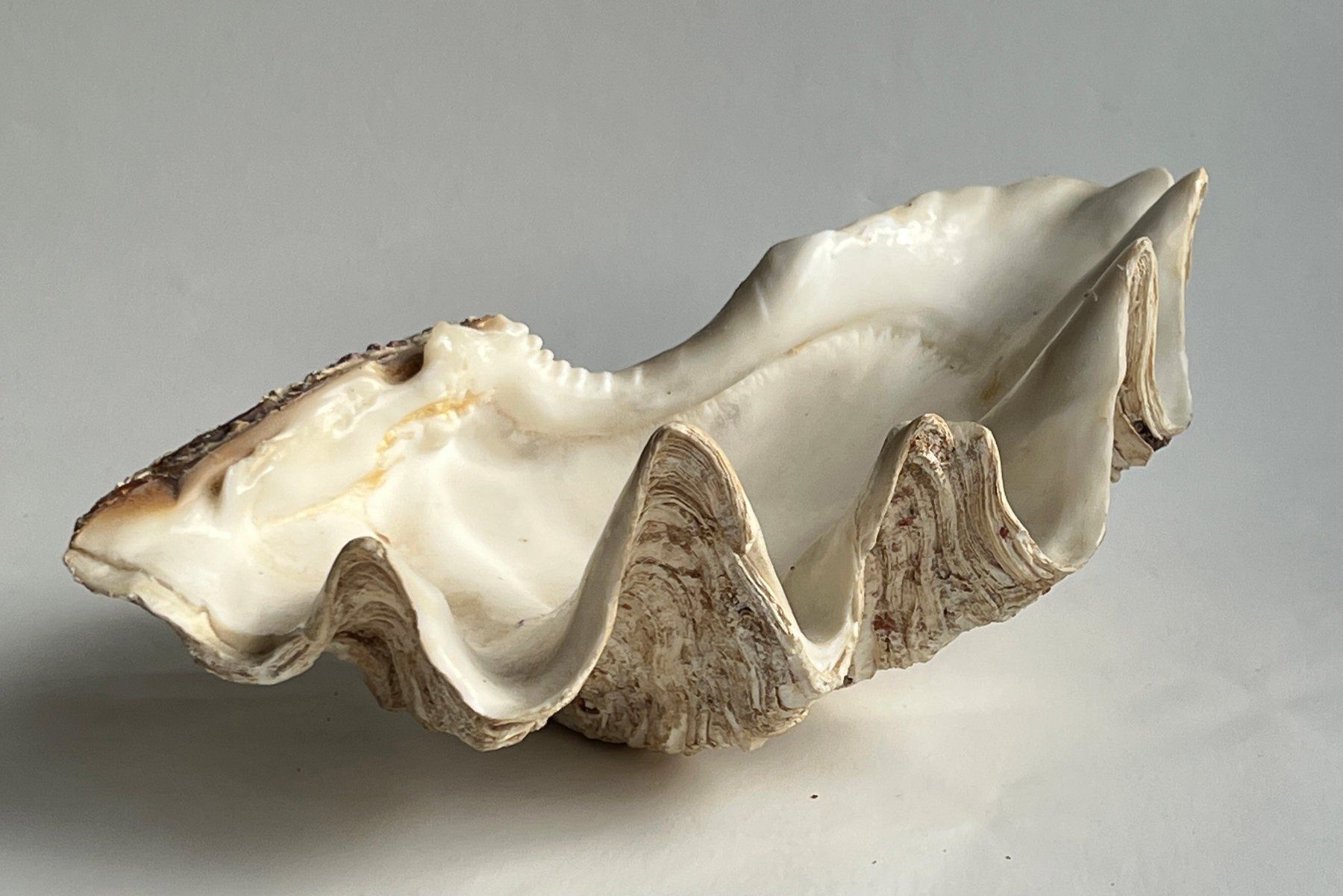 Tutte le decorazioni: Grosse natürliche Muschelschale***** – Usato da Dübendorf venduto da Smisbox 2