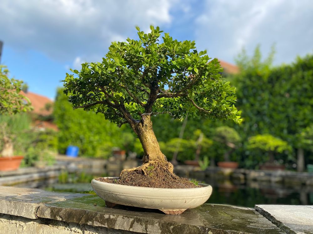 Buchs Bonsai Kaufen auf Ricardo