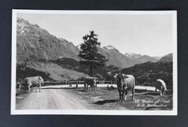 AK Motivo al passo di St Bernhardino Vieh Riner Kühe ungelau
