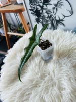Alocasia Sabrina Narrow