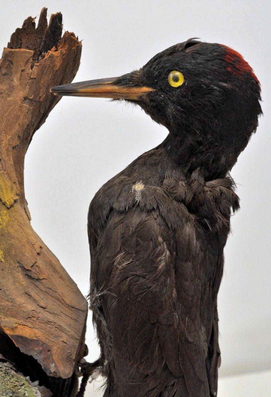 Il mondo degli animali: Pic noir naturalisé – Usato da Neuchâtel venduto da Neuchatel 8