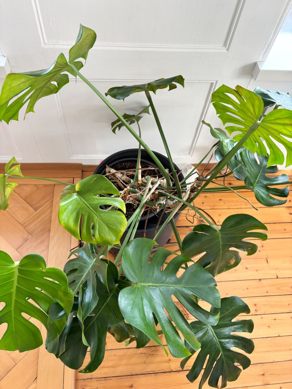 monstera table Die-cut Monstera Leaf Placemat  Hester & Cook