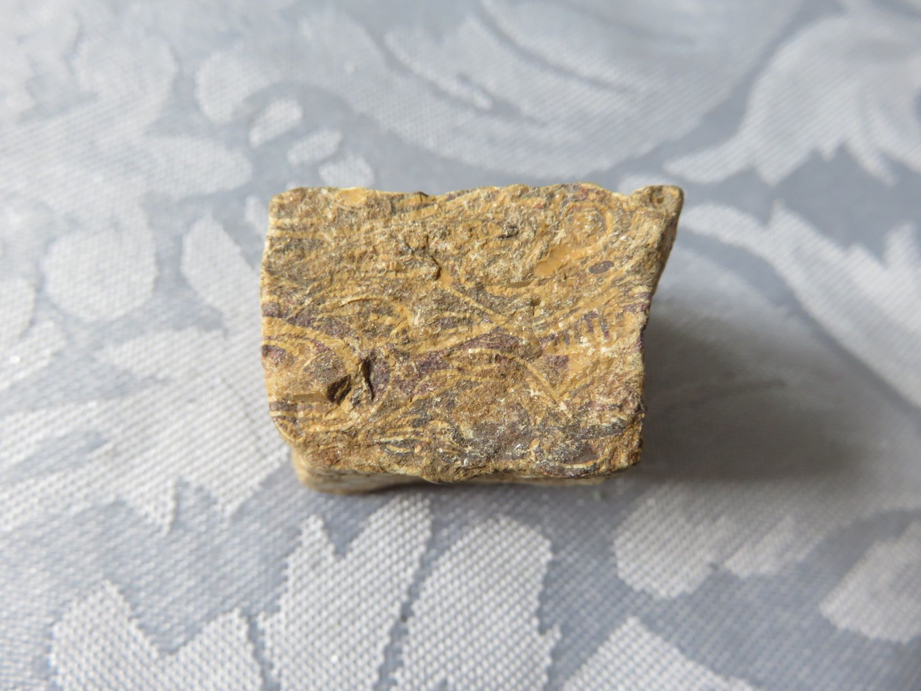 Fossilien: Fossilien Stein roh und geschliffen – Neu (gemäss Beschreibung) aus Rümlang von baselsale1 1