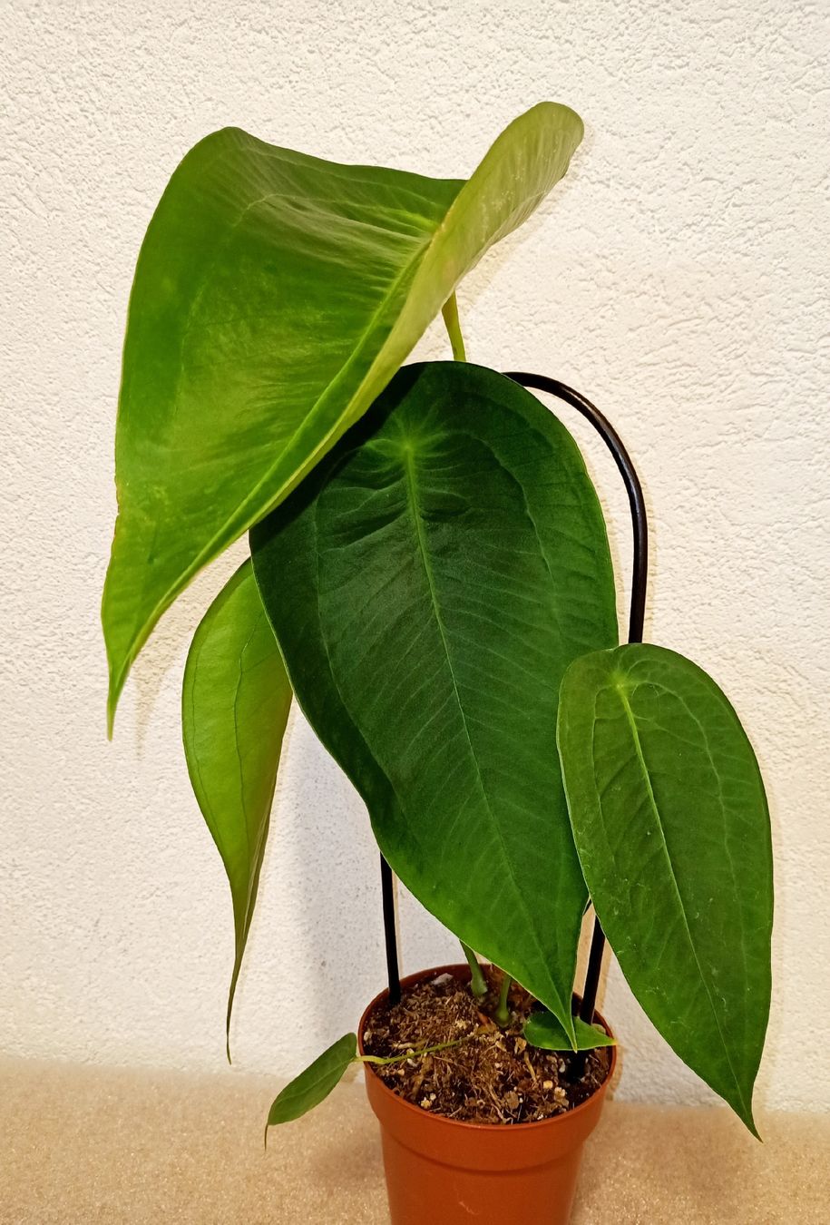 Piante & sementi: Anthurium Peltigerum – Nuovo (secondo la descrizione) da schöftland venduto da UniquePlants