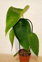 Anthurium Peltigerum