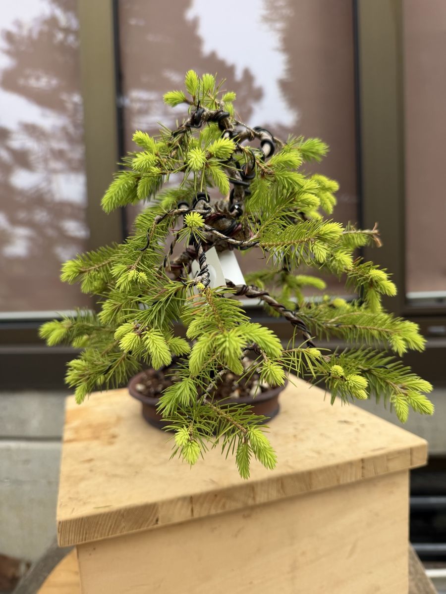 Piante & sementi: 07 Picea Abies / Fichte Bonsai – Nuovo (secondo la descrizione) da Suhr venduto da BonsaiGutzi 2