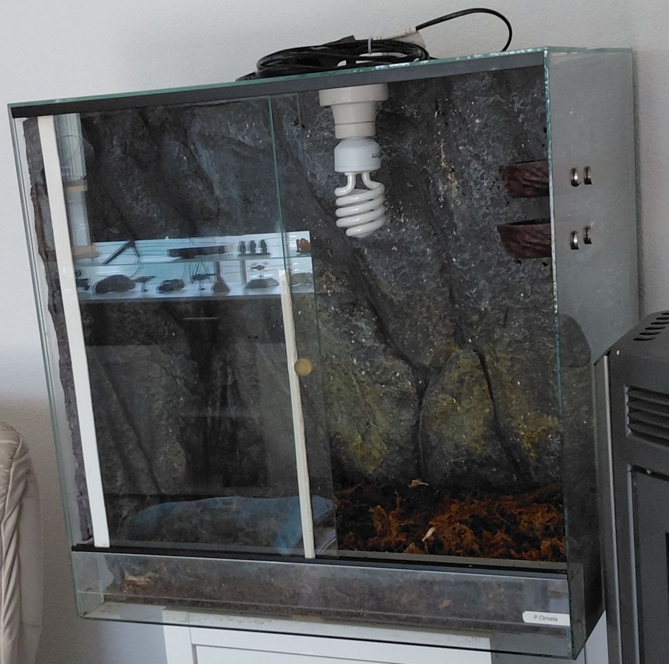 Terrario: Terrarium  – Usato da Oftringen venduto da ktv_89g9 2