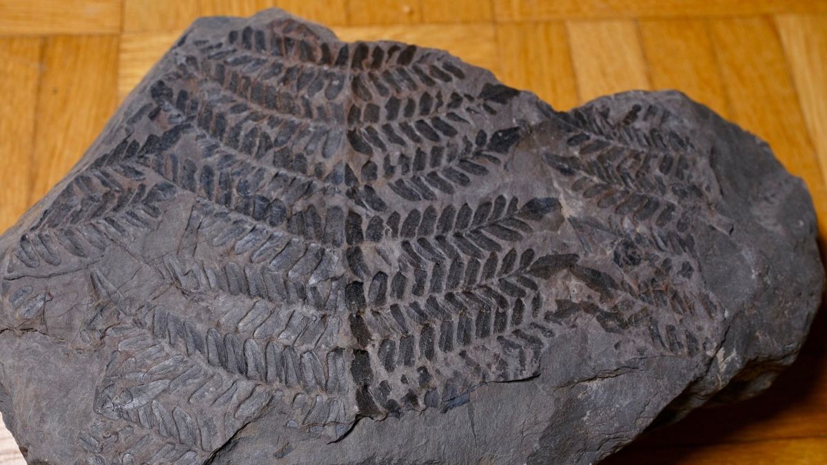 Fossili: Fossil - Neuropteris – Usato da Biel/Bienne venduto da nimmes 1