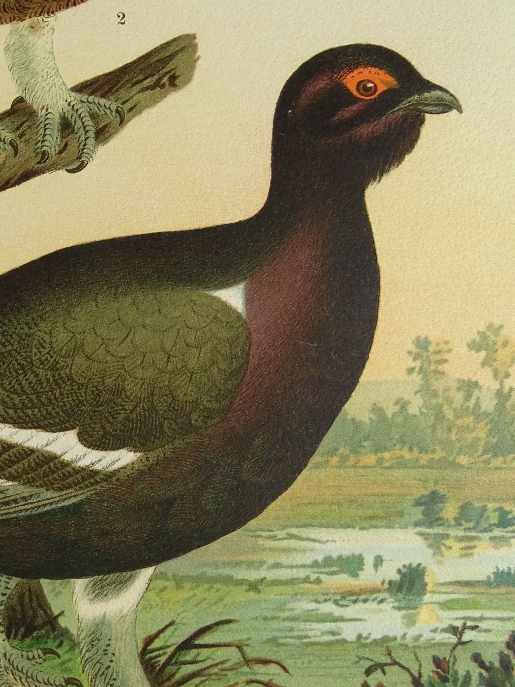 Grafiken & Lithographien: RACKELWILD, CHROMOLITHOGRAPHIE UM 1900 – Gebraucht aus Grüningen von Kartensammler 6