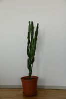 Schöner Kaktus: Euphorbia Trigona Rubra