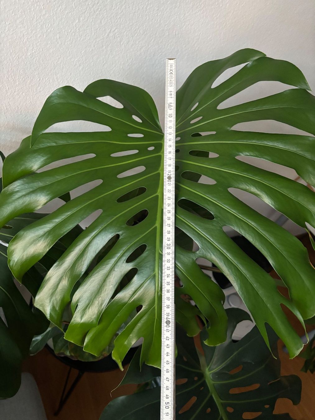 Plantes & graines: Monstera mit grossen Blättern – D'occasion à Zürich par morstu 3