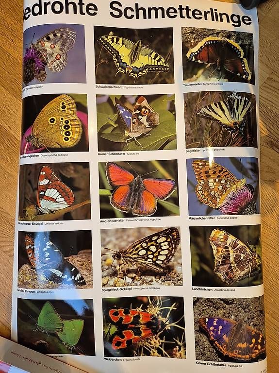 Poster & Bilder: Plakat Schmetterlinge – Gebraucht aus Winkel von petzl01