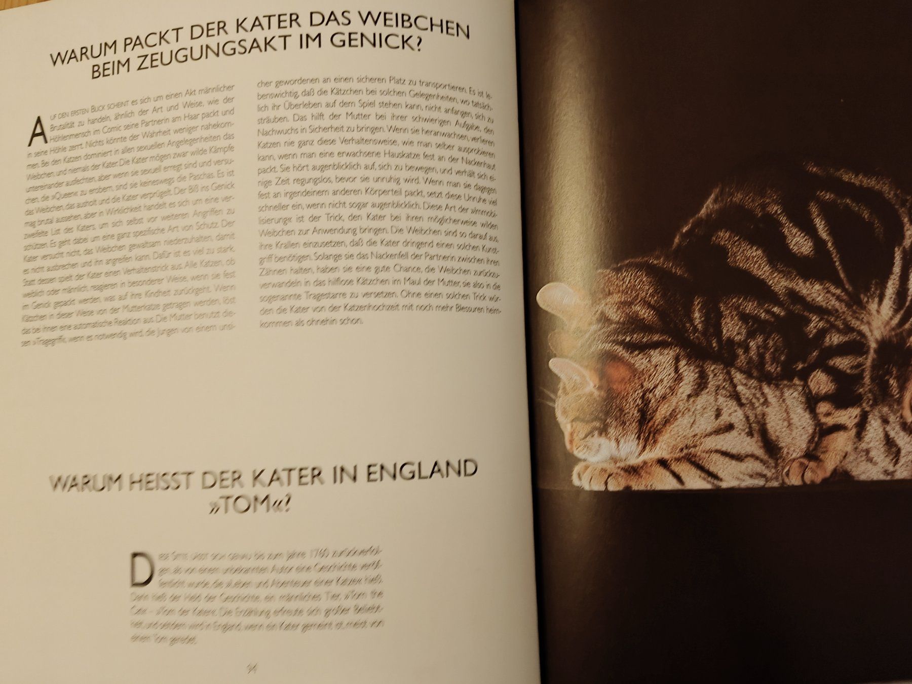 Libri: ° Catwatching - Körpersprache der Katze / Desmond Morris – Usato da Muttenz venduto da Negnuja 4