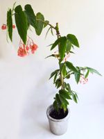 BEGONIA*CORALLINA 'TAMAYA'*****